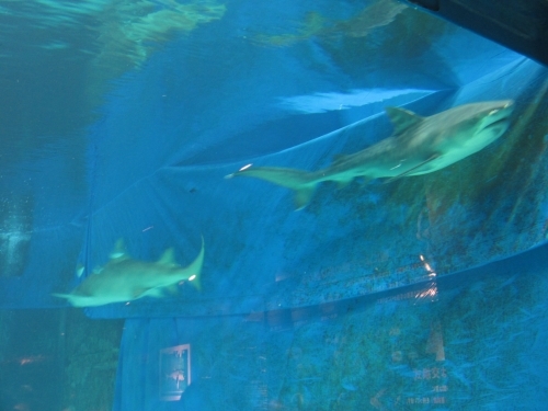 やはり日本一！？ 沖縄美ら海水族館の魅力に迫る