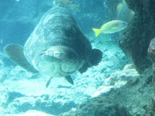 やはり日本一！？ 沖縄美ら海水族館の魅力に迫る