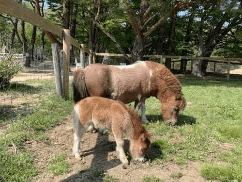 【那須】子どもと一緒に楽しむなら「那須どうぶつ王国」で決まり！1.jpg