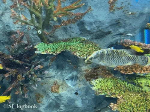 【沖縄】最先端の映像で演出する海の世界！DMMかりゆし水族館のみどころをご紹介！1.jpg