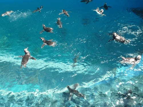 赤ちゃん連れでも楽しめる【新潟】上越市立水族博物館「うみがたり」1.jpg