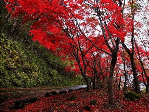 塩原温泉郷いで湯満喫の紅葉ドライブ【栃木】