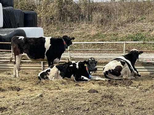 入場無料！埼玉県・上尾市にある【榎本牧場】で牛さん達に癒されよう♪