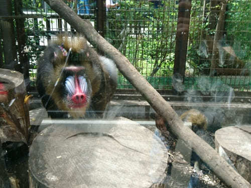 【北海道】おびひろ動物園の7つの見どころ！