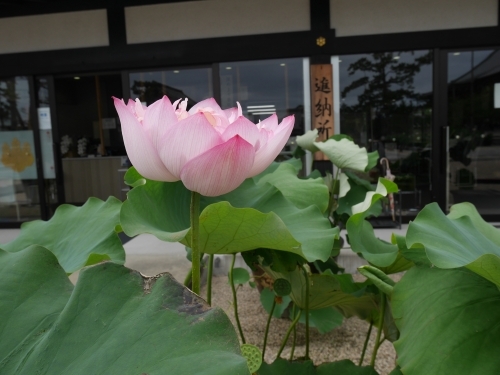 【三重】巨大な建築物に圧倒！夏の蓮も美しい「高田本山専修寺」1.jpg