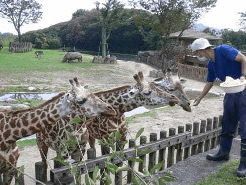 ここはサバンナ!?可愛いコアラにも会える、鹿児島の平川動物公園♪1.jpg