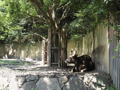 【横浜】人気動物園ランキングTOP4！