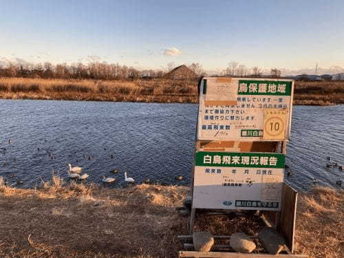 【群馬周辺】冬の風物詩・白鳥と渡り鳥が見られるオススメスポット1.jpg