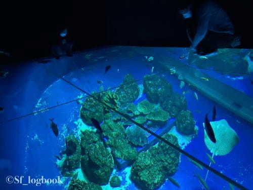 【沖縄】最先端の映像で演出する海の世界！DMMかりゆし水族館のみどころをご紹介！1.jpg