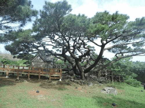 原風景が残る癒しの島「沖縄/久米島」を満喫！