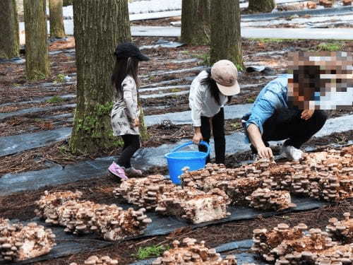 収穫って楽しい！【新潟】三川観光きのこ園1.jpg