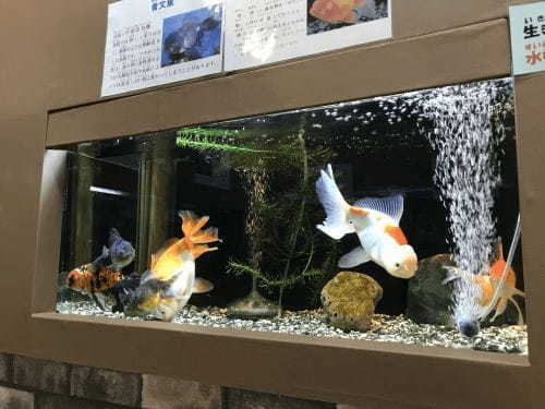 【都内近郊】無料の子供遊び場！動物とも触れ合える「浦安市交通公園」がおすすめ1.jpg