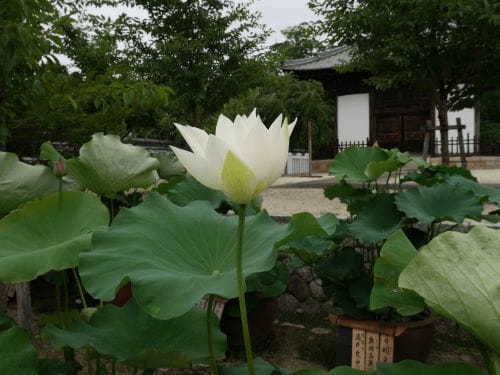 【三重】巨大な建築物に圧倒！夏の蓮も美しい「高田本山専修寺」1.jpg