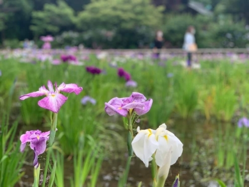 5万本の紫陽花と6千本の花菖蒲！千葉県のあじさい寺【本土寺】へ行こう1.jpg