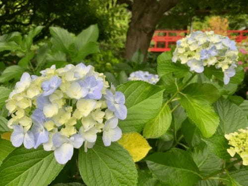 5万本の紫陽花と6千本の花菖蒲！千葉県のあじさい寺【本土寺】へ行こう1.jpg