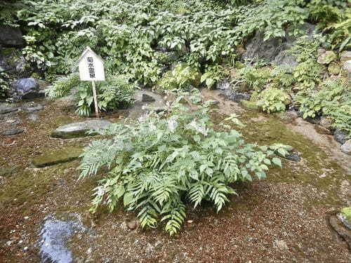 【岐阜】無料カートの利用もできる 子連れで「養老公園」周遊