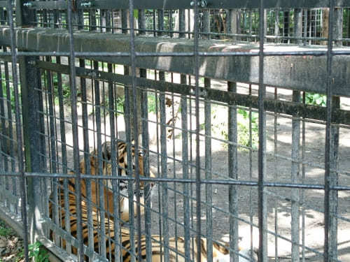 【北海道】おびひろ動物園の7つの見どころ！