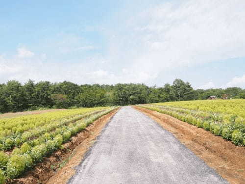 【岐阜】ひるがの高原スキー場の夏と秋は“桃色吐息”が咲くお花畑1.jpg