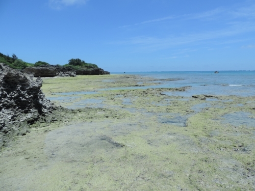 【沖縄】珊瑚礁の海に囲まれた緑豊かな島「多良間島」の魅力1.jpg