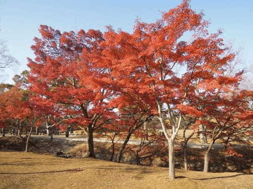 電車やバスで行く奈良のおすすめ紅葉スポット6選