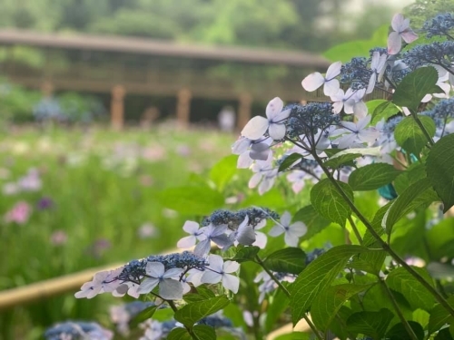 5万本の紫陽花と6千本の花菖蒲！千葉県のあじさい寺【本土寺】へ行こう1.jpg