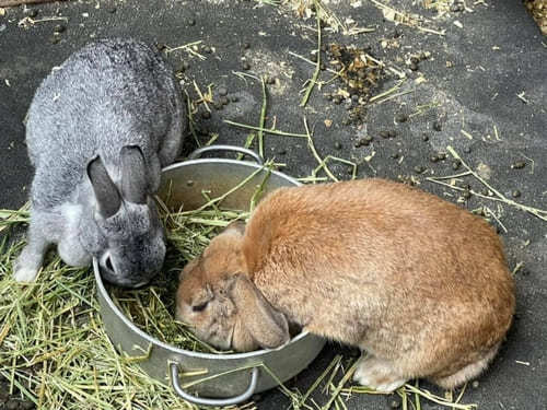 入場無料！埼玉県・上尾市にある【榎本牧場】で牛さん達に癒されよう♪