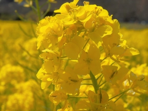 春一番乗り！南伊豆・日野の菜の花畑【静岡】1.jpg