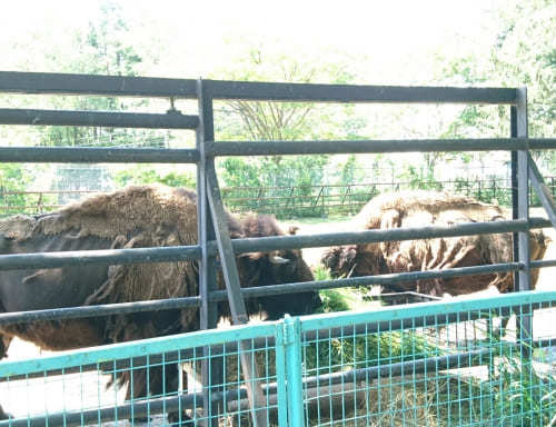 【北海道】おびひろ動物園の7つの見どころ！