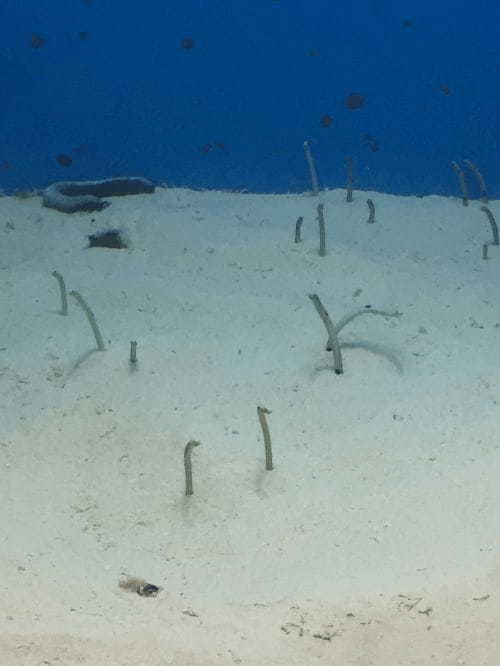 やはり日本一！？ 沖縄美ら海水族館の魅力に迫る