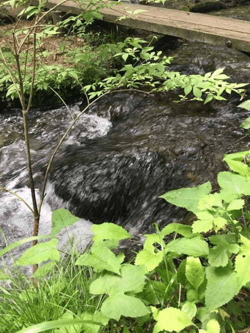 【栃木】自信を持ってオススメする名水百選！尚仁沢湧水とは1.jpg