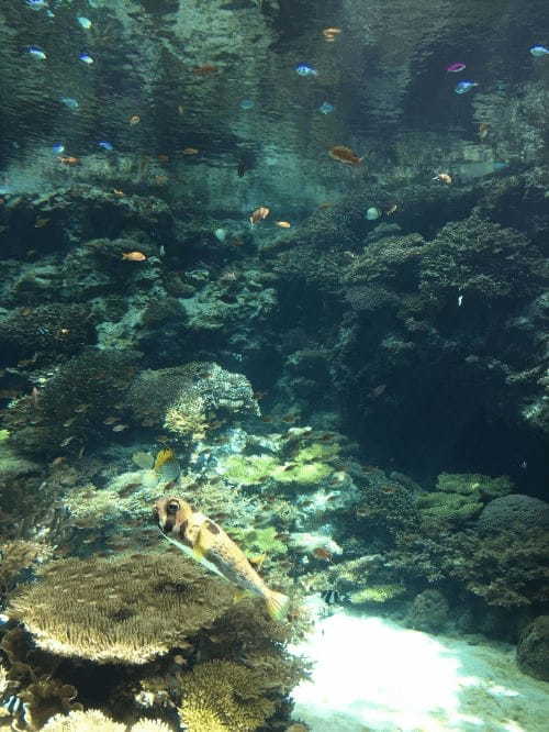 やはり日本一！？ 沖縄美ら海水族館の魅力に迫る