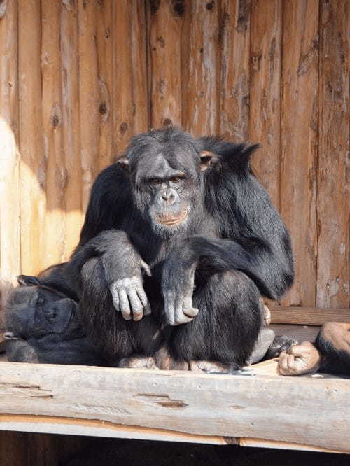 【2021年版】全国の人気動物園TOP19！みんなが行った動物園ランキング1.jpg