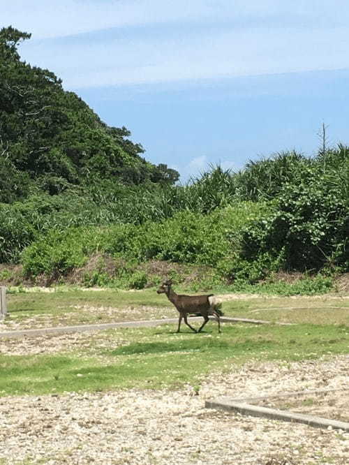 那覇から日帰りでこのブルー！阿嘉島のビーチ5選1.jpg