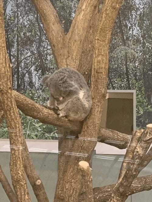 ここはサバンナ!?可愛いコアラにも会える、鹿児島の平川動物公園♪1.jpg