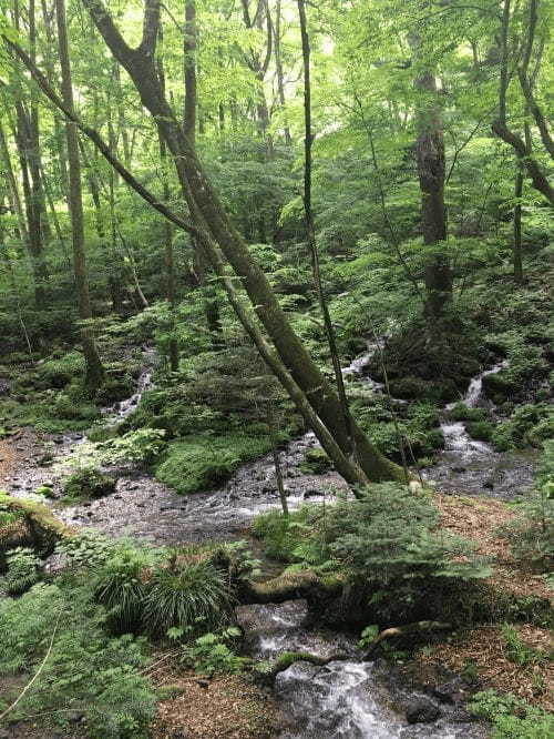 【栃木】自信を持ってオススメする名水百選！尚仁沢湧水とは1.jpg