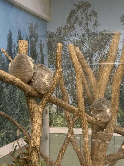 ここはサバンナ!?可愛いコアラにも会える、鹿児島の平川動物公園♪1.jpg