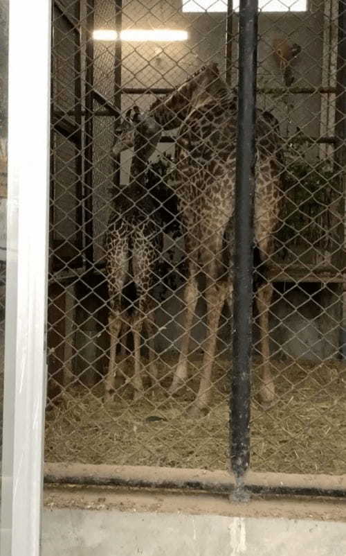 ここはサバンナ!?可愛いコアラにも会える、鹿児島の平川動物公園♪1.jpg