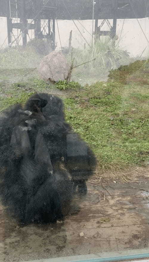 ここはサバンナ!?可愛いコアラにも会える、鹿児島の平川動物公園♪1.jpg