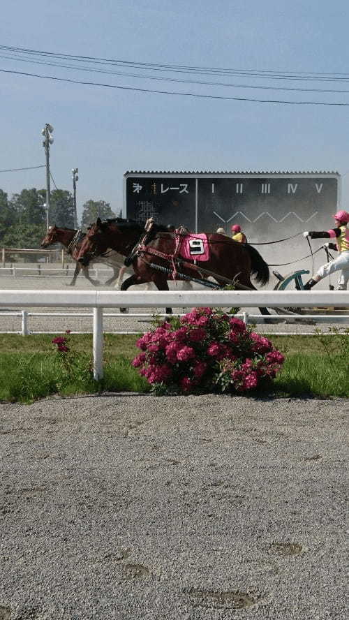 世界で唯一のド迫力ばんえい競馬！1日遊べる帯広競馬場＆とかちむら1.jpg