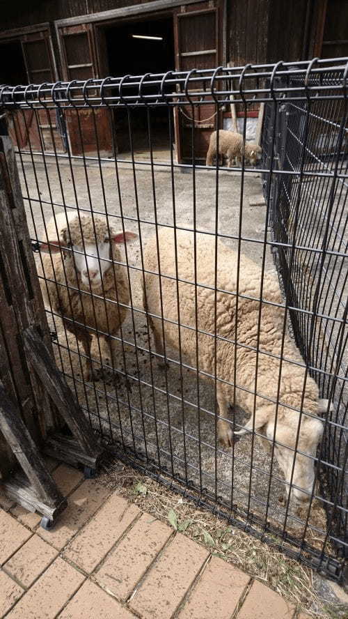 但馬牛や動物たちと間近で会える！兵庫県立但馬牧場公園の見所紹介！