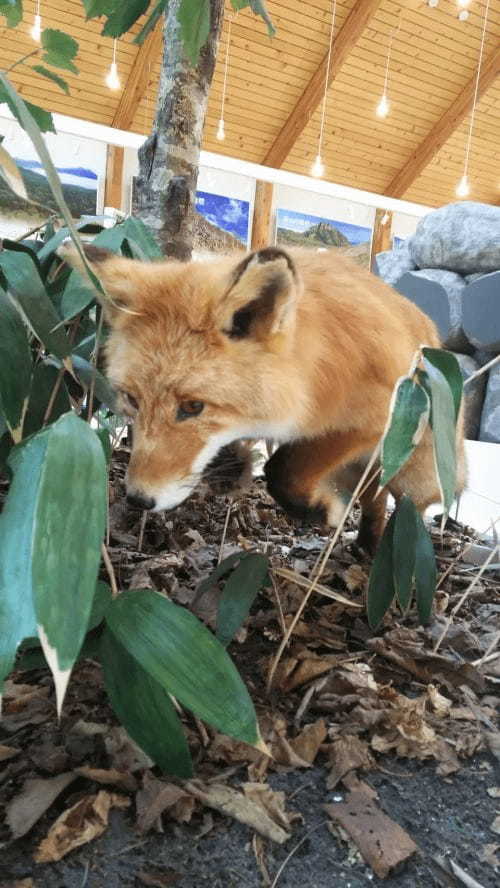 【北海道・上士幌】世界の昆虫標本が人気！ひがし大雪自然館の見どころ紹介