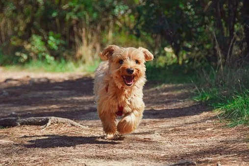 【2023年最新】犬の名前ランキングTOP10！オス・メス別や海外編も紹介