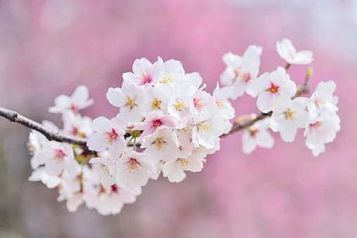 春の花の名前を子供に名づけよう！【男の子・女の子】