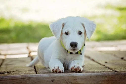 縁起のいい犬の名前49選！海外の言葉や姓名判断まで総ざらい！