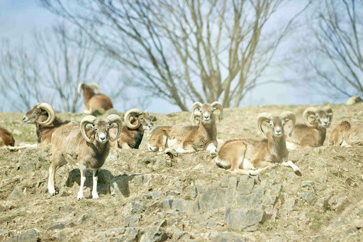 かわいい動物から絶叫アトラクションまで！楽しさ山盛りの「姫路セントラルパーク」を遊び尽そう