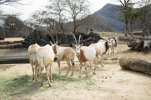 かわいい動物から絶叫アトラクションまで！楽しさ山盛りの「姫路セントラルパーク」を遊び尽そう