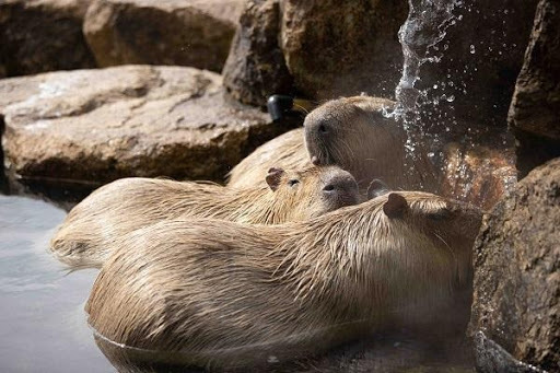 かわいい動物から絶叫アトラクションまで！楽しさ山盛りの「姫路セントラルパーク」を遊び尽そう