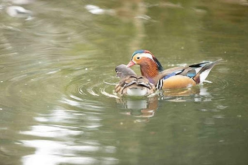 かわいい動物から絶叫アトラクションまで！楽しさ山盛りの「姫路セントラルパーク」を遊び尽そう