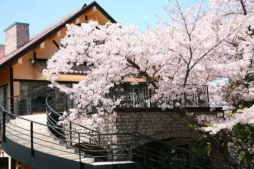 【関西ver】桜の季節に出かけたい！お花見できるおしゃれカフェ6選