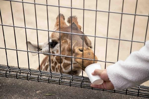 かわいい動物から絶叫アトラクションまで！楽しさ山盛りの「姫路セントラルパーク」を遊び尽そう